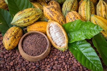Excursie naar cacaoboerderij vanuit Guayaquil